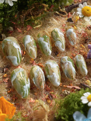 Mosses - Nightlight Moss